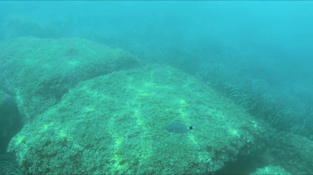 Underwater - close up of a Bream fish swimming 