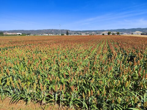 Sorghum Field in Full Bloom under Clear Blue Sky"