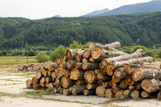A large pile of freshly cut wooden logs is stacked in a clearing. In the background, a dense forest covers rolling hills and mountains under a cloudy sky. - Powered by Adobe