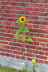 brick wall with green grass