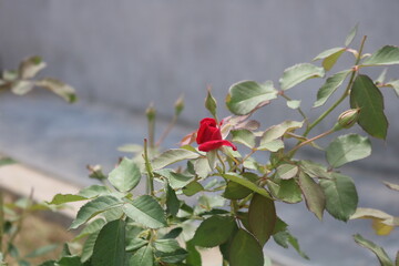 Red Rosebud Beginning to Bloom on Green Foliage – Close-Up Nature Photography