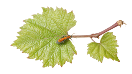 Vibrant green grape leaves with tendrils on a white isolated background.