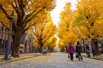 Tree-lined avenue of golden ginkgo biloba in autumn in Tokyo, Japan, with people walking under the trees. © Schilo