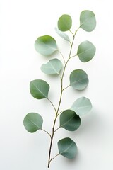 Obraz premium Eucalyptus branch with pale green leaves against white
