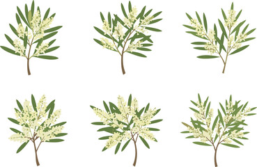 White flowering plant, light yellow blossom, tropical garden, botanical art, green leaves, floral design, nature beauty, decorative bloom, spring flower, flat vector illustration