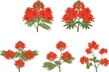 Vibrant red flowering plants with green leaves, botanical garden nature design, spring floral collection for landscape decoration and plant illustration artwork