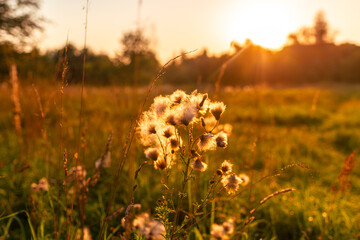 Close-up of soft thistle tufts backlit by the setting sun on a meadow. Dreamy bokeh and warm tones...