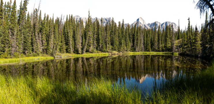 Panorama of a calm mountain pond reflecting a green forest of spruce trees in a park
