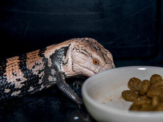 アオジタトカゲ