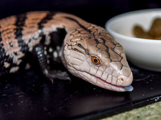 アオジタトカゲ