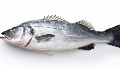 a fresh whole sea bass fish expertly captured with focused lighting and isolated on a white background showcasing scales and natural details