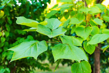 Sunlit green leaves on branches. Green leaves thrive on tree branches, illuminated by sunshine in a...