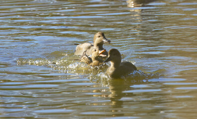 two gadwalls with open beaks, quacking pair of gadwalls on the pond, idyllic scene on the lake with quacking ducks, idyllic nature with waterfowl, Mareca strepera