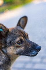 Dog enjoying a sunny day outdoors. A brown dog with alert ears stands in a sunny area, looking curiously around its surroundings.