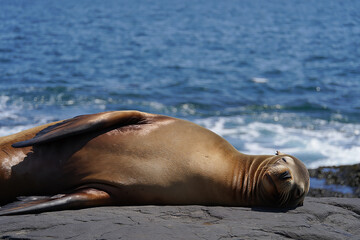 Fototapeta premium A large sea lion rests peacefully on a rocky shore with the ocean waves in the background
