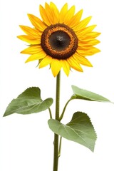 Obraz premium Bright yellow sunflower with green leaves on a white background (1)