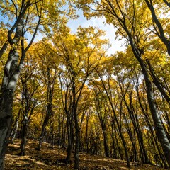 Obraz premium Sunlight filtering through vibrant autumnal trees