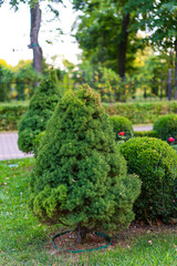 Green shrubs make a calm garden. Dense green shrubs shape a tranquil garden space filled with vibrant greenery and well-maintained plants. Modern landscape design