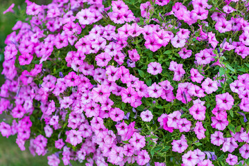 Blooming pink petunias outside. Vibrant clusters of pink petunias create a lush display in a garden during sunny weather, enhancing the natural beauty.