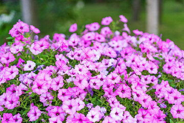 Pink flowers bloom in a lush garden. Colorful clusters of pink flowers fill the garden, creating a vibrant and lively atmosphere during springtime.