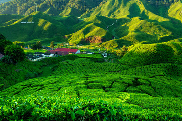 Ceylon tea plantation in the moountains