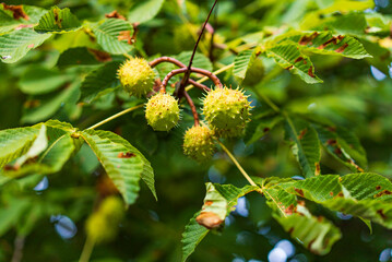 Summer tree with chestnuts. Green chestnuts surrounded by vibrant leaves, capturing the essence of late summer in a sunlit garden.
