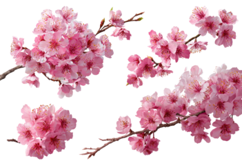 Pink cherry blossoms in full bloom, arranged on branches against a black background.  Close-up view of delicate flower clusters