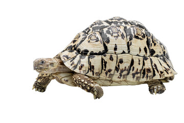 The Leopard Tortoise (Stigmochelys pardalis) is the fourth-largest species of tortoise in the world. The species is found in Africa. 