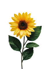 Obraz premium Single sunflower, vibrant yellow petals, dark brown disc center, dark green leaves, isolated on black