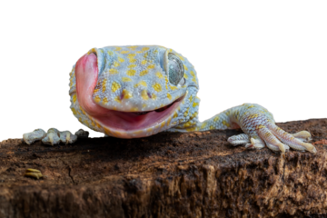 The Tokay Gecko (Gekko gecko) have large eyes without eyelids. To keep their eyeballs moist and dust free, they lick them periodically.