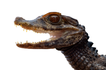 Smooth-fronted Caiman (Paleosuchus trigonatus), also known as Schneider's Dwarf Caiman, is a small crocodilian from South America. 