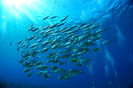 School of small silver fish swimming together in clear blue ocean water with sun rays shining down