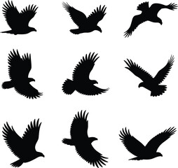 Flat vector illustration of flying eagle bird silhouettes in various wing positions, ideal for nature, freedom, wildlife, and flight concepts