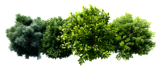 Obraz premium Mixed Foliage Bush Top View for Botanical Clipart Use Isolate on Transparent Background, cutout, png