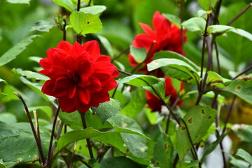 red rose HD wallpaper,flower 4K wallpaper