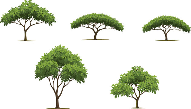 Set of wide canopy green trees, tropical and savanna tree illustrations for landscape design, natural shade trees with dense foliage, flat-top tree variety for environmental