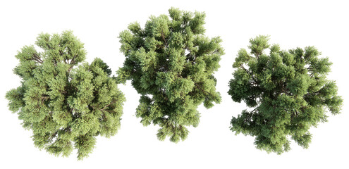 Overhead view of three similar trees