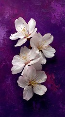 Awesome photo of group of white flowers arranged on a textured purple background.