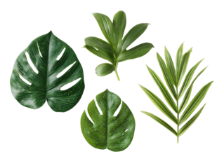 Four vibrant tropical leaves against a black background