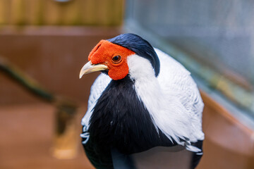 【#動物園】ハッカン