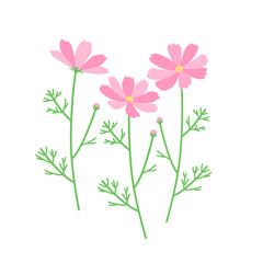 コスモスの花　イラスト　秋　秋桜　ピンク