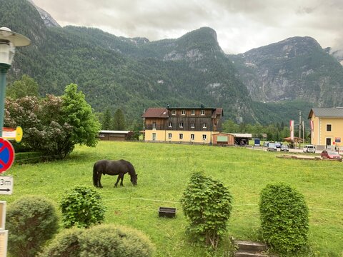 Green alpine landscape in the Alps with a horse grazing on lush grass, mountains in the background, peaceful and natural scenery under soft daylight