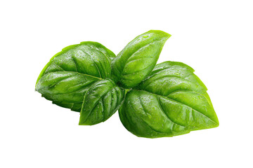 Close-up of fresh basil leaves, vibrant green, with water droplets