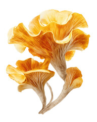 Close-up of three vibrant orange-yellow mushrooms with ruffled caps and light beige stems