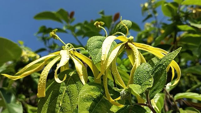 Ylang-Ylang flower (ilang ilang), Cananga odorata, yellow petals as long, flat lines that are bent, far fragrant, with water drop of rainy season in ornamental garden. Chiang Mai, Thailand.