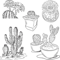 A Line Art Collection of Succulent Serenit