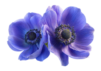 Two vibrant purple-blue anemones, close-up.  Soft petals, detailed center