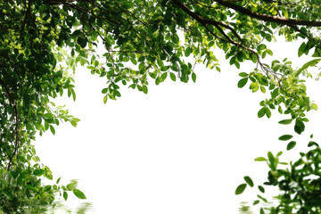 Lush green foliage framing a dark void