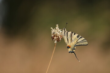 butterfly on a flower