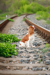 Cavalier King Charles Spaniel standing on railroad tracks